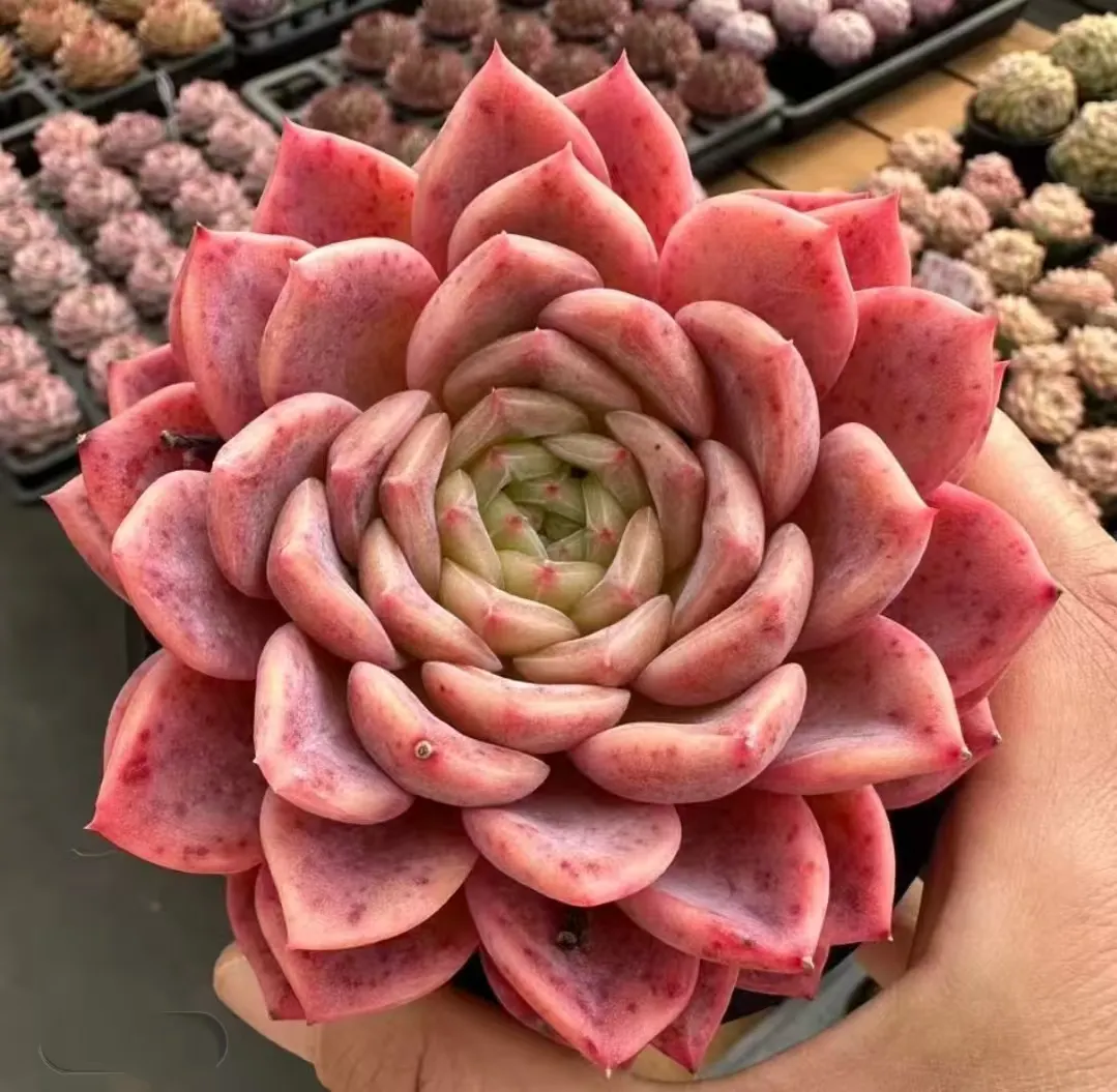 plant Aeonium Echeveria Haworthia  Caudex  Lithops Cactus  Agave 