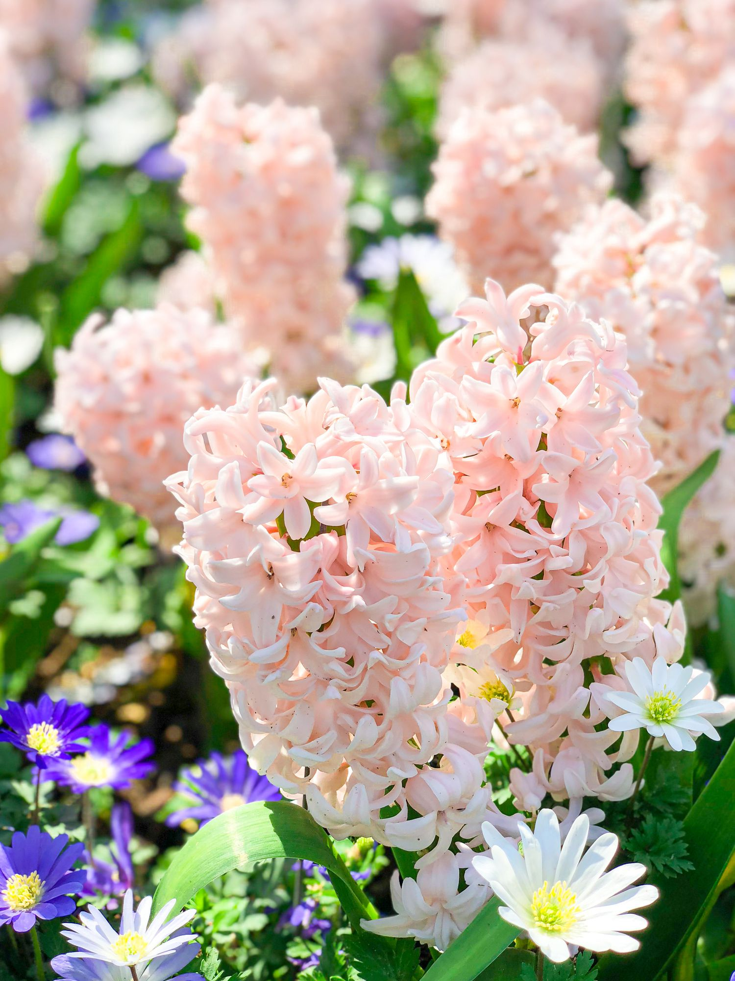 Mixed Color Hyacinth Seeds
