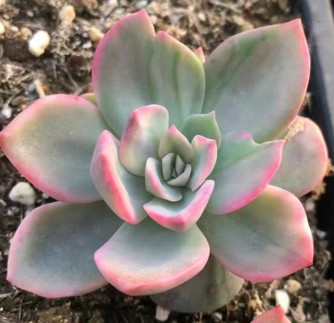 plant Aeonium Echeveria Haworthia  Caudex  Lithops Cactus  Agave 