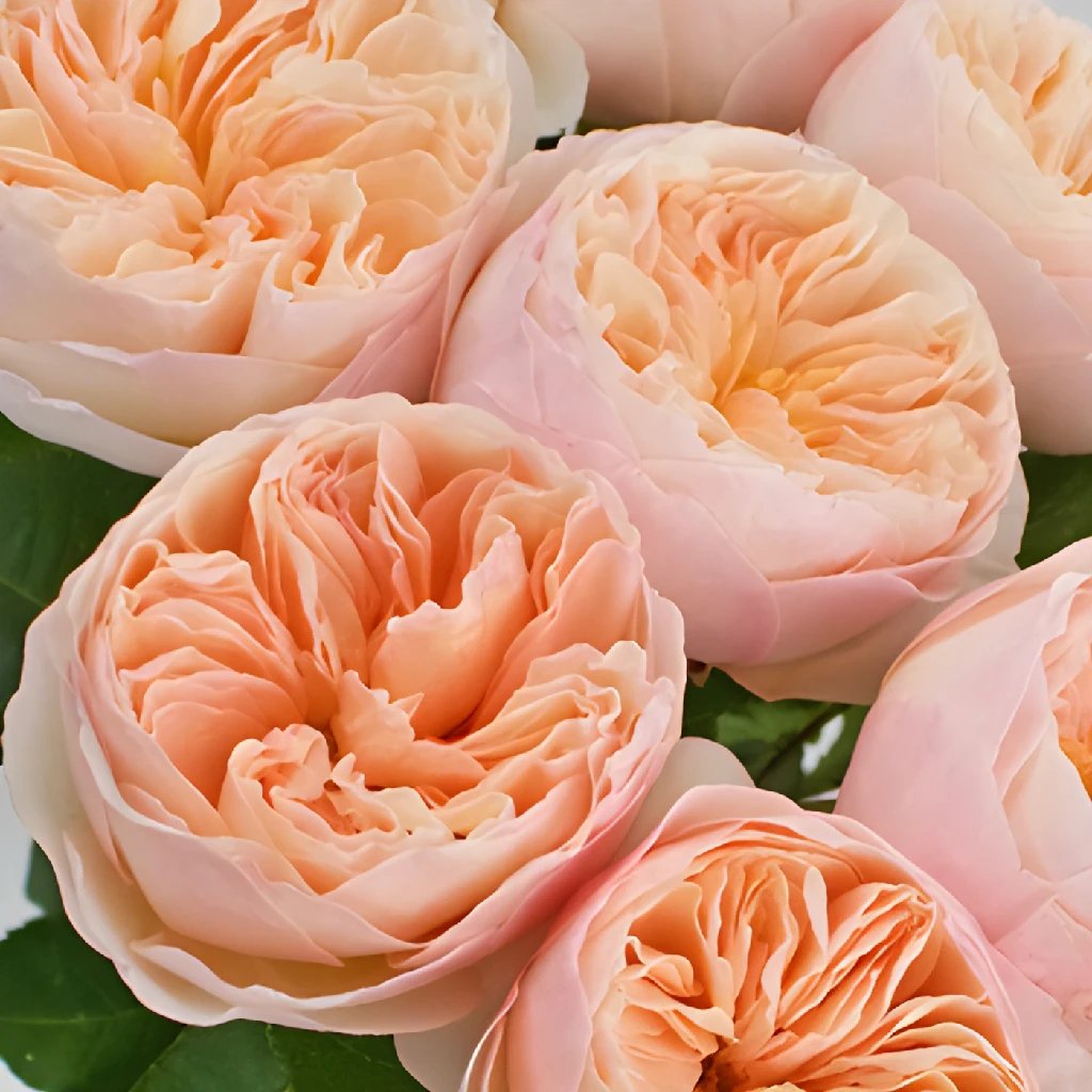 Rosa Sweet Juliet Jonyparkseed®