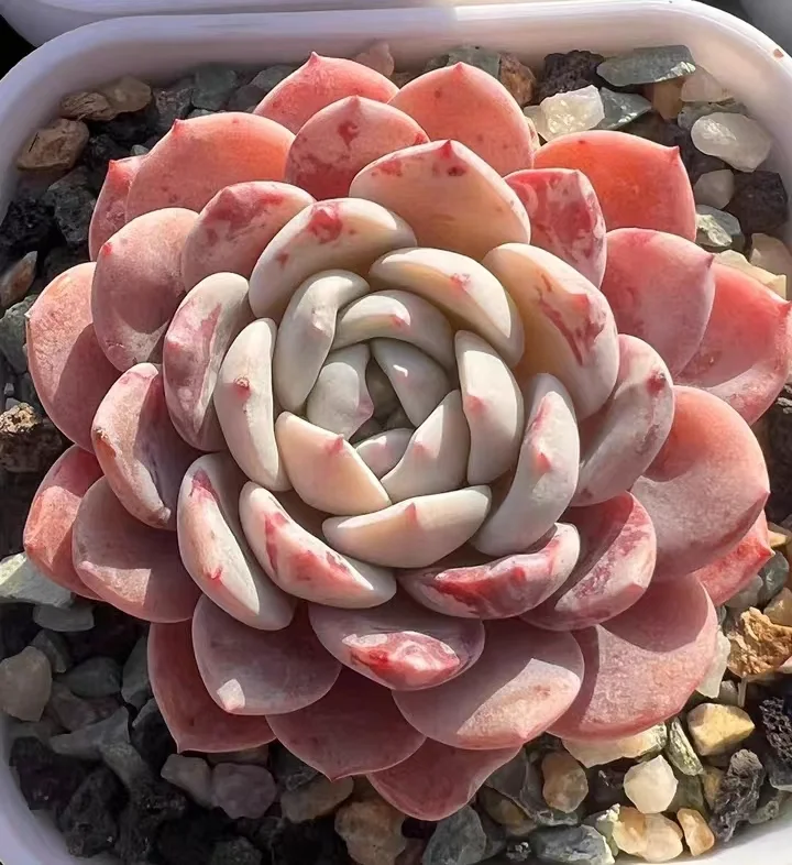 497.Echeveria  Begonia flower single head 5-6cm / Echeveria/ Succulent plants / Garden landscape / Carefully select healthy plants