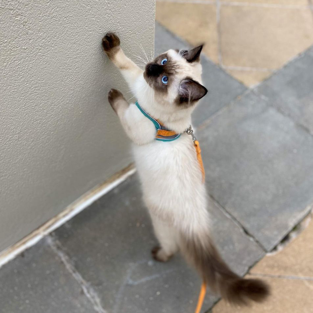 ExploraCat™️ - Cat Harness