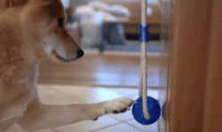 Foreverlive Smart ball Dog Toy – shopnewfull