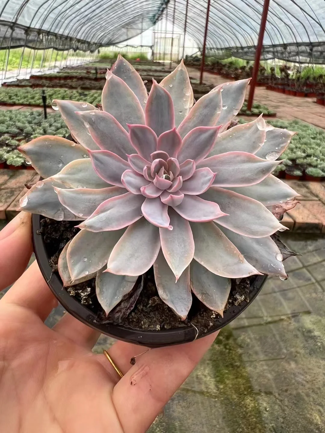 plant Aeonium Echeveria Haworthia  Caudex  Lithops Cactus  Agave 