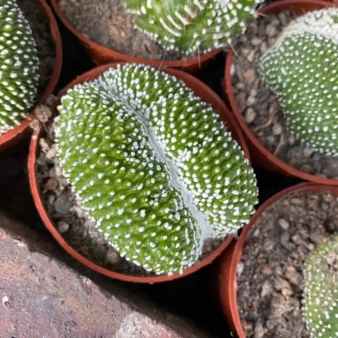 plant Aeonium Echeveria Haworthia  Caudex  Lithops Cactus  Agave 