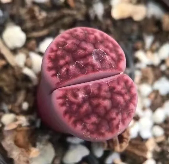 plant Aeonium Echeveria Haworthia  Caudex  Lithops Cactus  Agave 