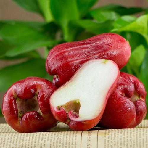 Wax-apple Fruit Seeds🍹