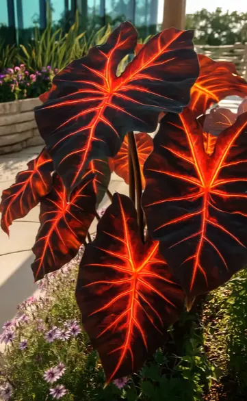 🎁2025 Special Offer🌿 Fire & Ice Rare Hosta Flower Seeds