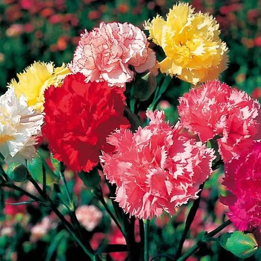 Double-Flowered Mixed Carnation Seeds