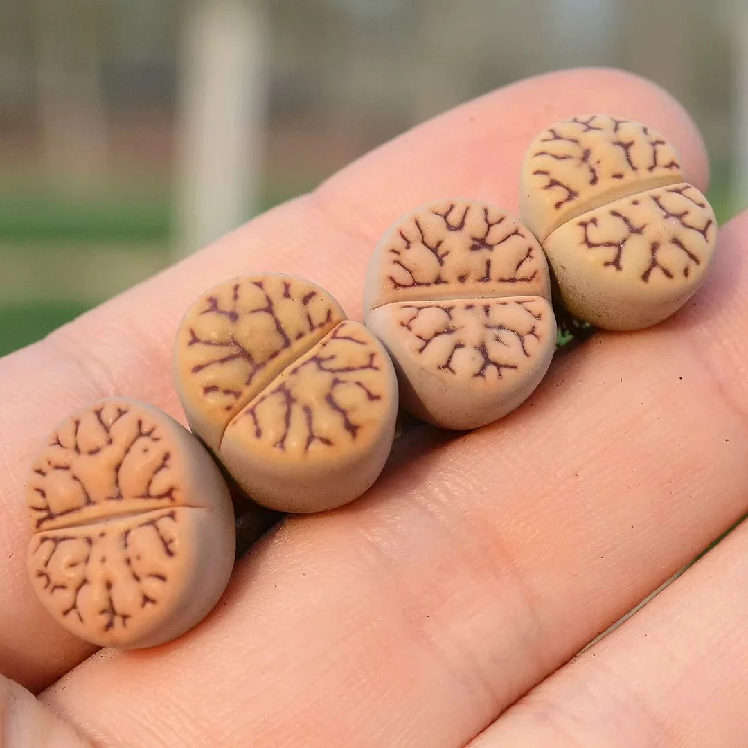 plant Aeonium Echeveria Haworthia  Caudex  Lithops Cactus  Agave 