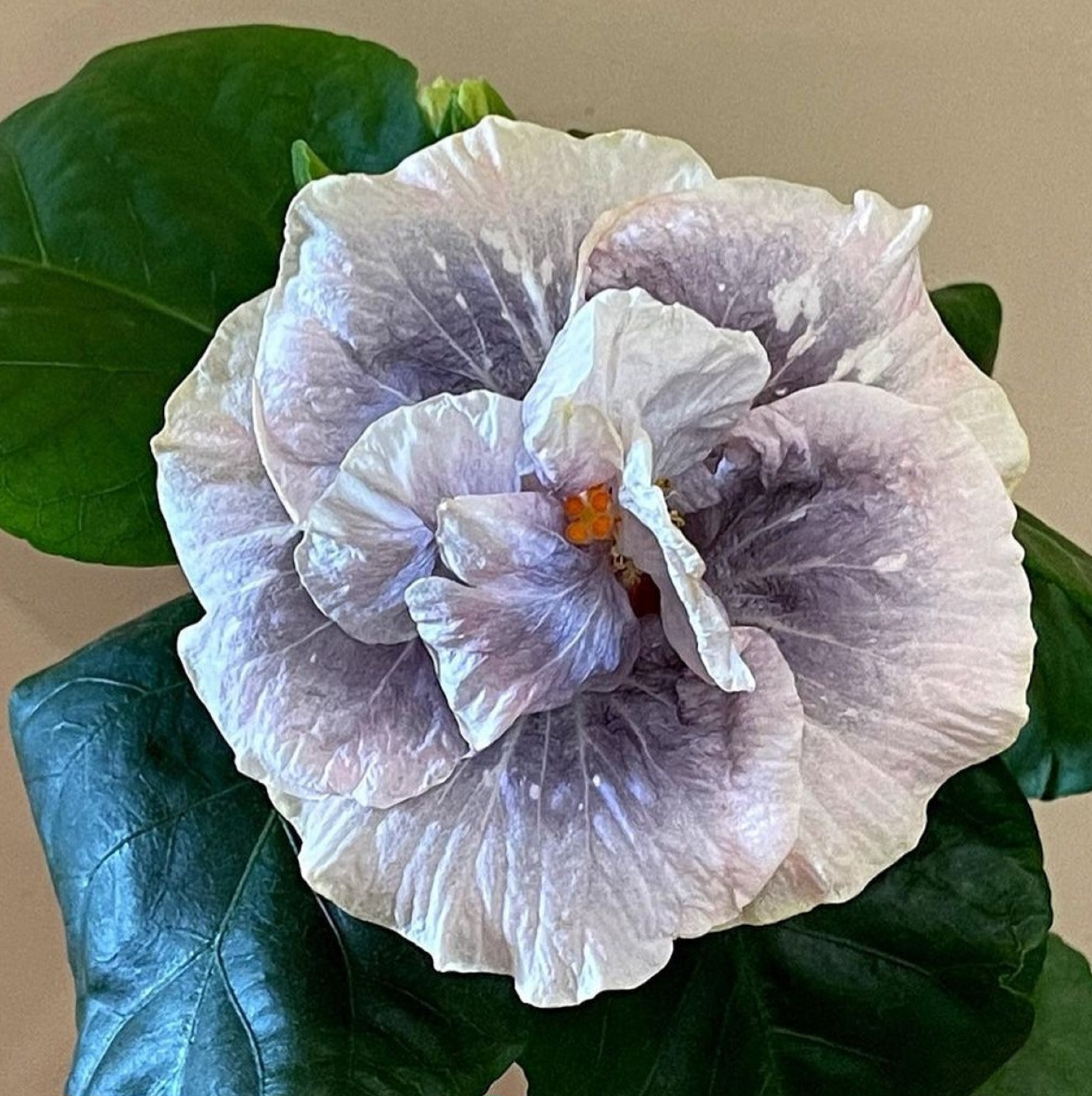 Hibiscus Double Luna 50 Seeds