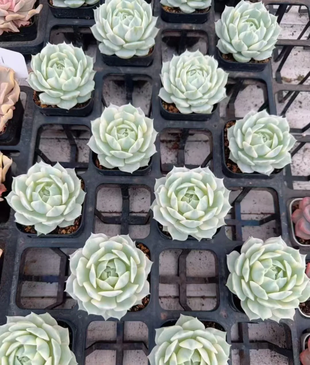 plant Aeonium Echeveria Haworthia  Caudex  Lithops Cactus  Agave 