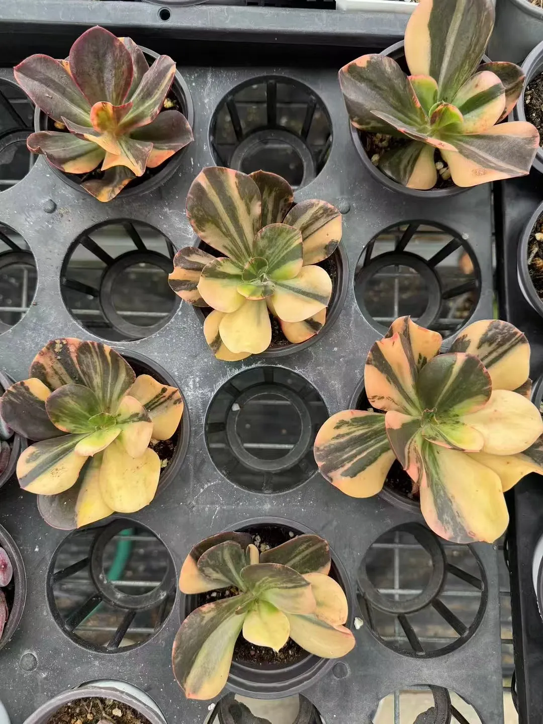 plant Aeonium Echeveria Haworthia  Caudex  Lithops Cactus  Agave 