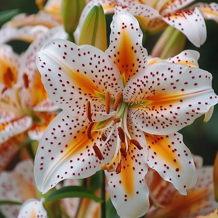 Aurora Lily-Rare Exquisite Lily Bulbs 🌸