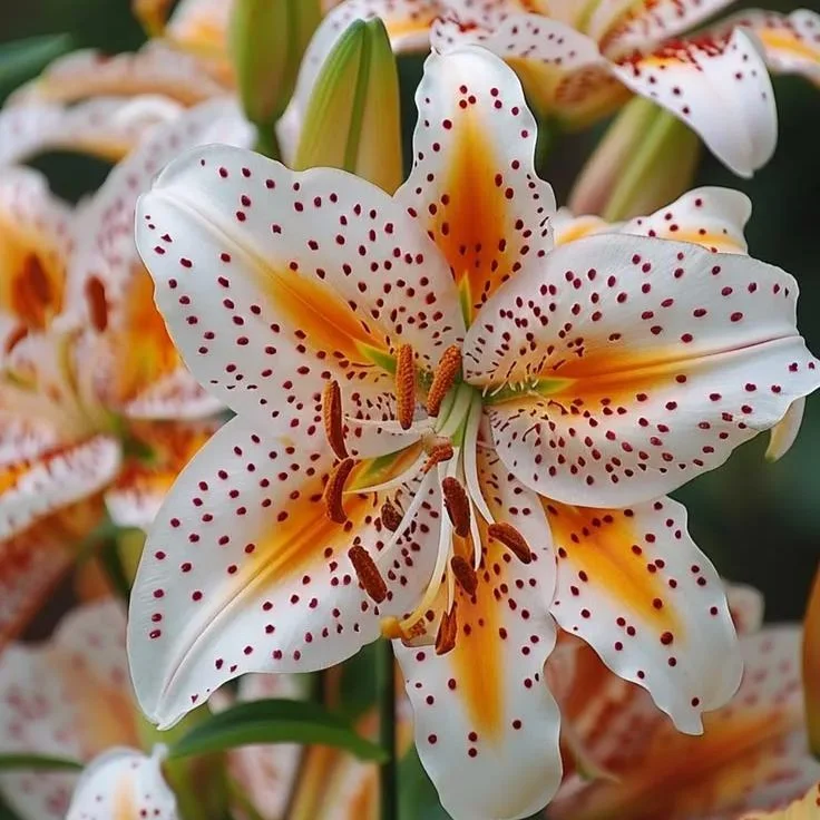 Orange Spots Lily-Rare Exquisite Lily Bulbs 🌸
