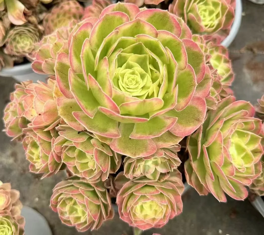 plant Aeonium Echeveria Haworthia  Caudex  Lithops Cactus  Agave 