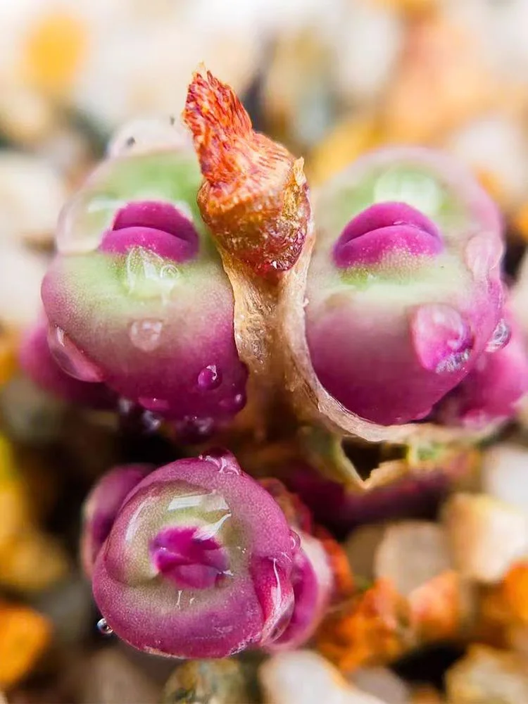 plant Aeonium Echeveria Haworthia  Caudex  Lithops Cactus  Agave 