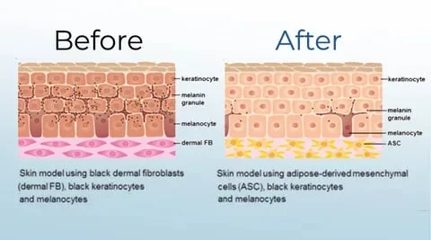 Body Whitening Cream Moisturizing Brighten Body Lotion