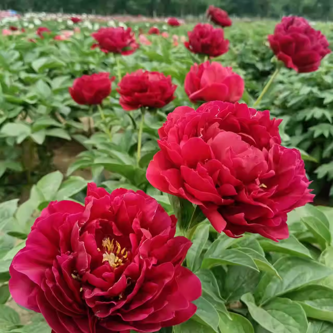 Colorful Peony Flower-Over 7 Colors