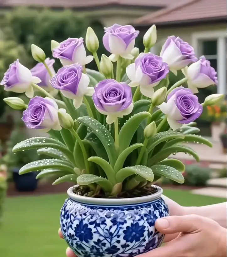 🌹🎉Double-flowered Rose Orchid Bulbs-Cold-resistant and fragrant