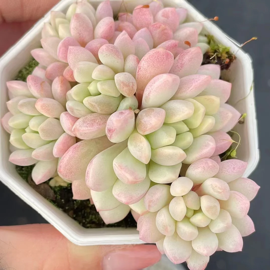 plant Aeonium Echeveria Haworthia  Caudex  Lithops Cactus  Agave 