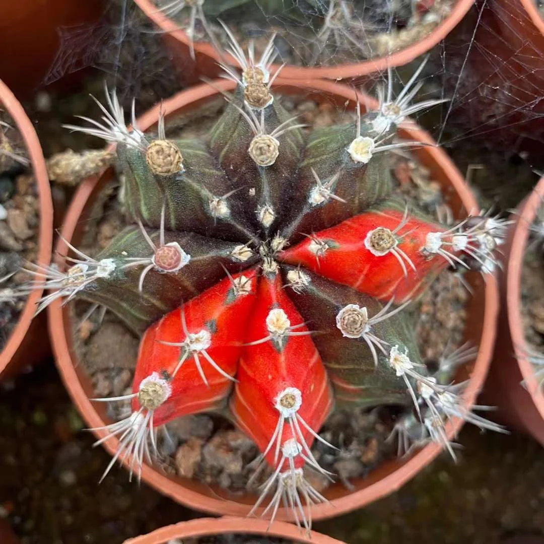 plant Aeonium Echeveria Haworthia  Caudex  Lithops Cactus  Agave 