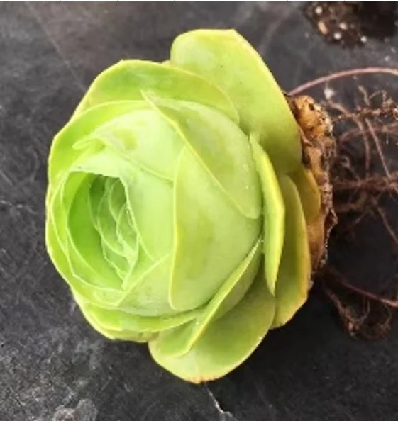 plant Aeonium Echeveria Haworthia  Caudex  Lithops Cactus  Agave 