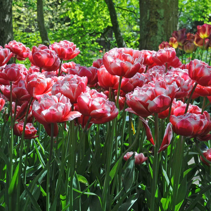 Tulip Drumline🌷 Luxury in flower💗 Jonyparkseed®