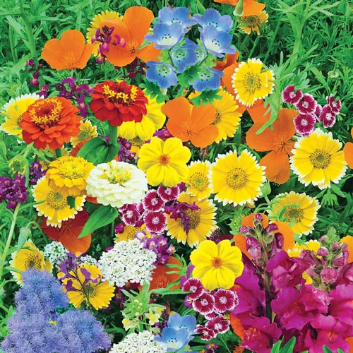 Magic Carpet Seed Mix~Long Season of Rainbow Color~ JONY PARK