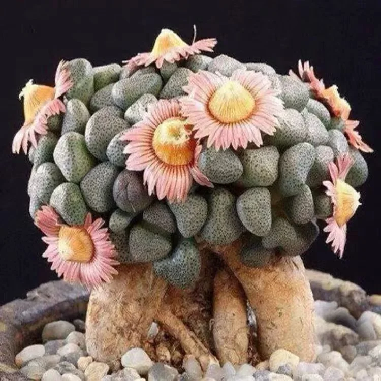 plant Aeonium Echeveria Haworthia  Caudex  Lithops Cactus  Agave 