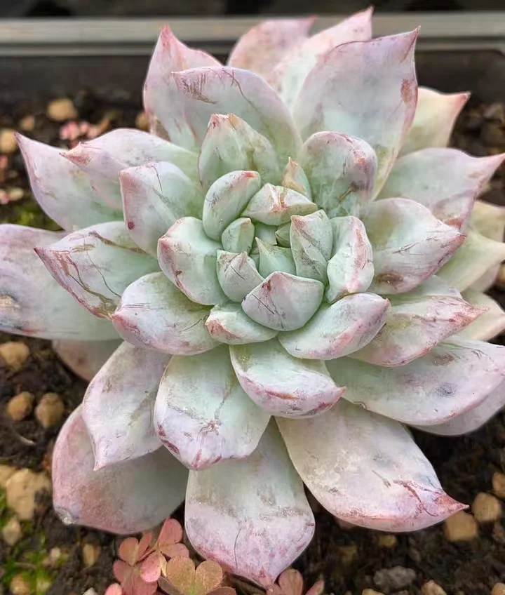 plant Aeonium Echeveria Haworthia  Caudex  Lithops Cactus  Agave 