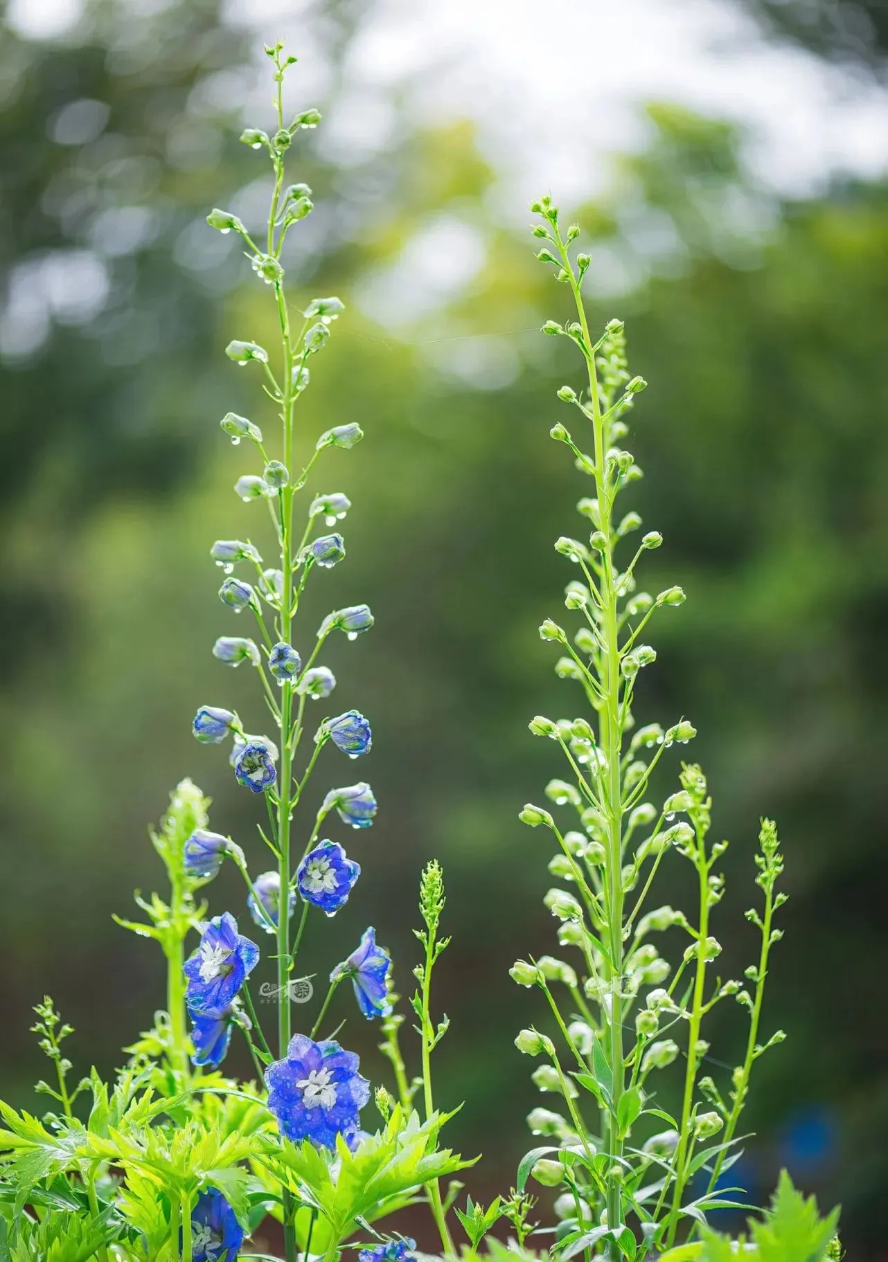 Delphinium Seeds-Mixed 7 Colors