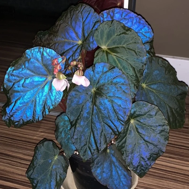 Rare metallic blue peacock begonia