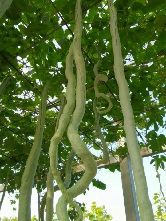 Endless harvest! 🥒 Snake Gourd Seeds