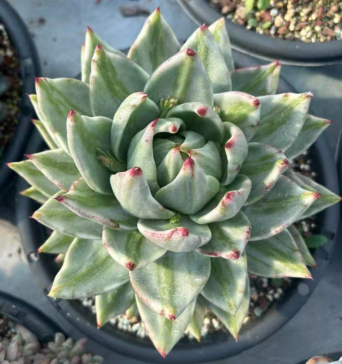 743.   Aike Soul brocade single head 5-6cm / Echeveria / Succulent plants / Garden landscape / Carefully select healthy plants
