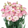 Last Day 50% Off 💐Eustoma Thornless Rose Lisanthus Seeds