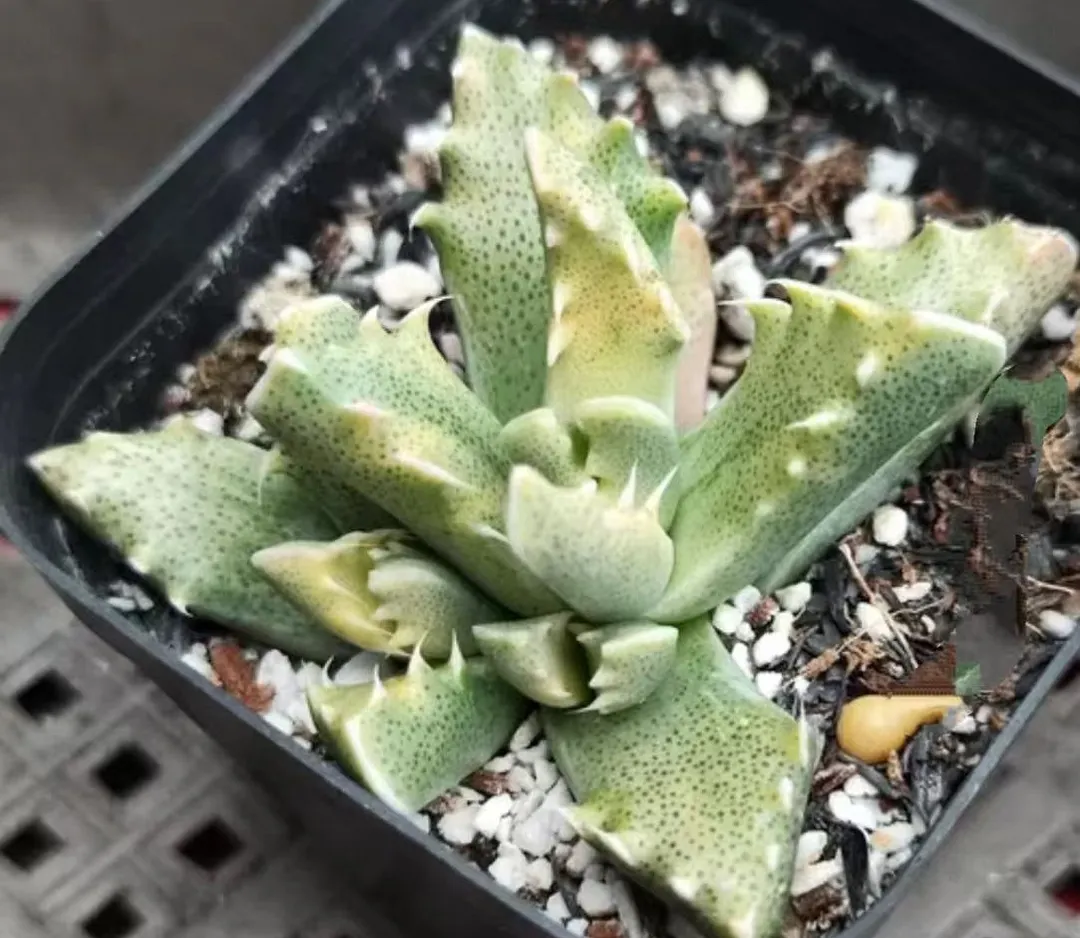 plant Aeonium Echeveria Haworthia  Caudex  Lithops Cactus  Agave 