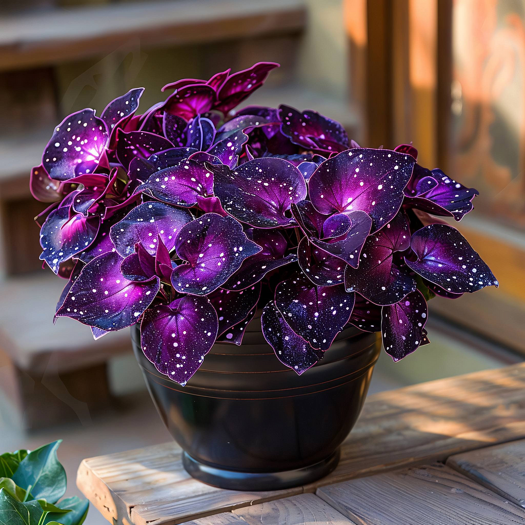 Rare Galaxy Polka Dot Begonia🌌☘️ - Interior Design, Foliage Plants ✨🏘️
