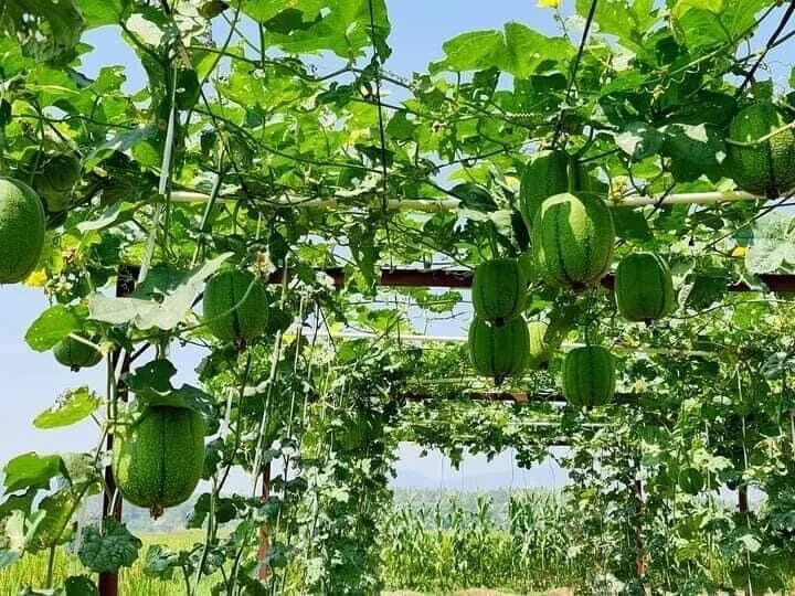 3x Bags 5 Seeds Apple Luffa Crunchy Apple Luffa Muop Tao Tron Super Fruit New Trend - Picture 4 of 4