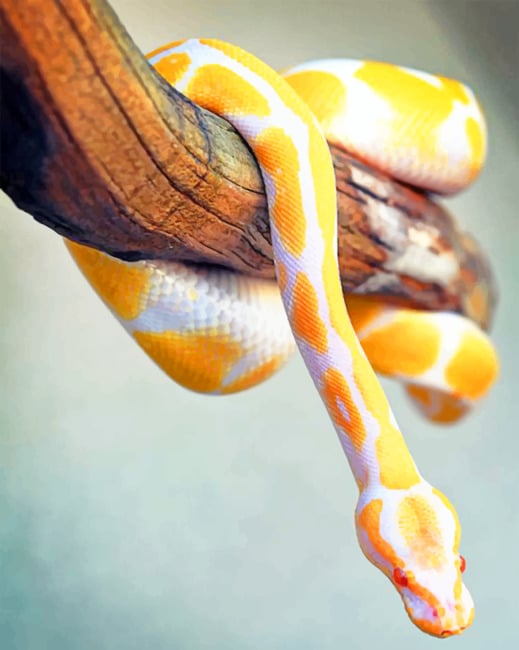 

Yellow Python Snake – Paint By Numbers - 40*50CM, 501 Original