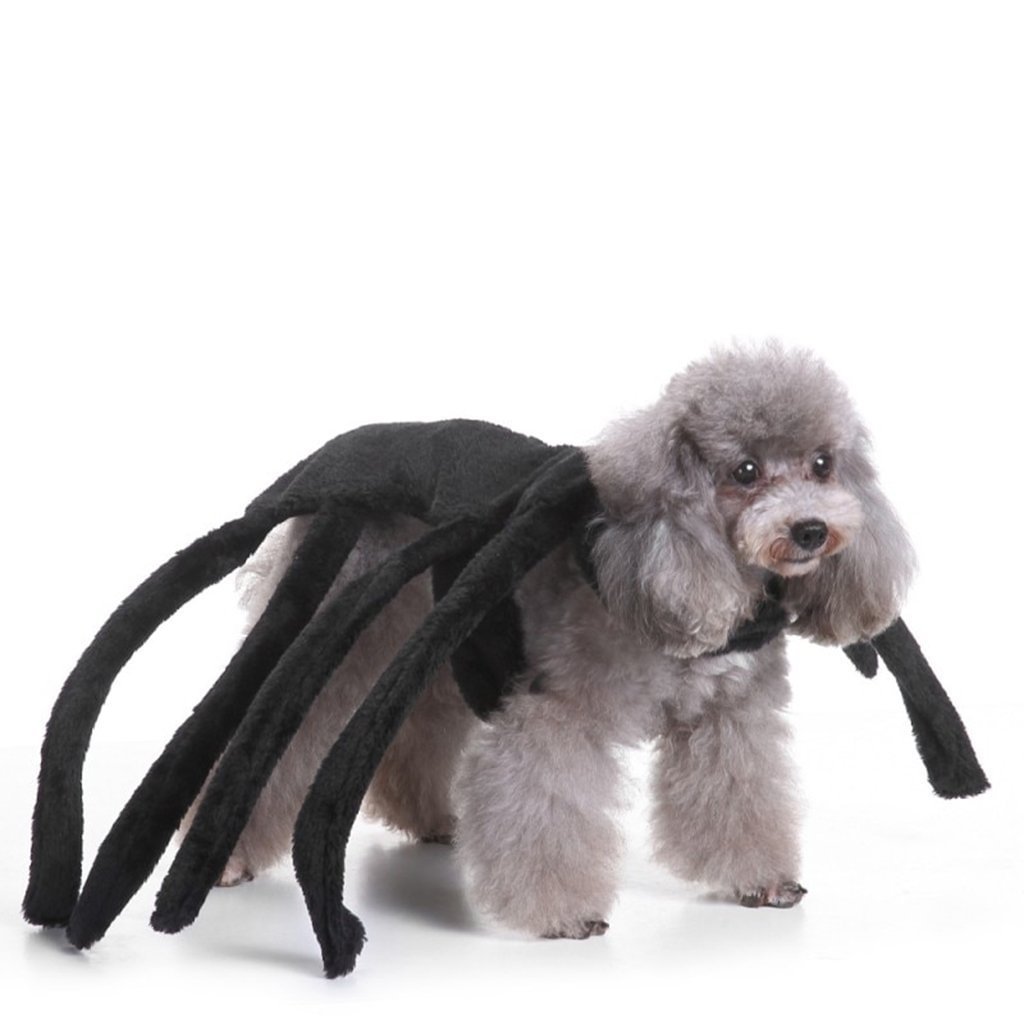 Cute Spider Costume For Dogs