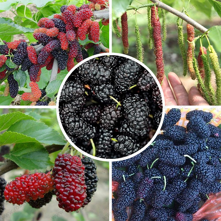 Exotic Jackfruit Strawberries Seeds 