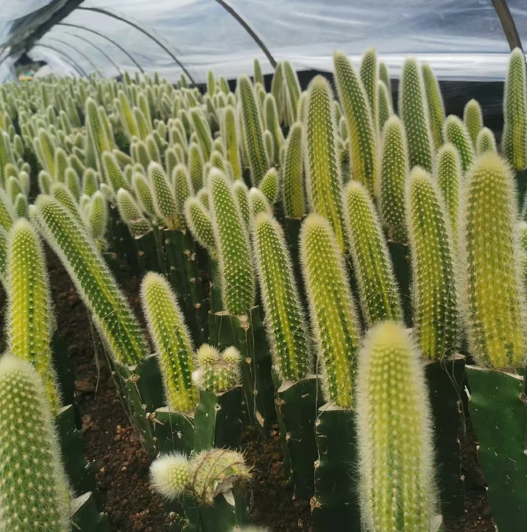 1097.Nine-tailed Fox var 10cm cutting/ Cactus plants / Succulent plants / Garden landscape / Carefully select healthy plants