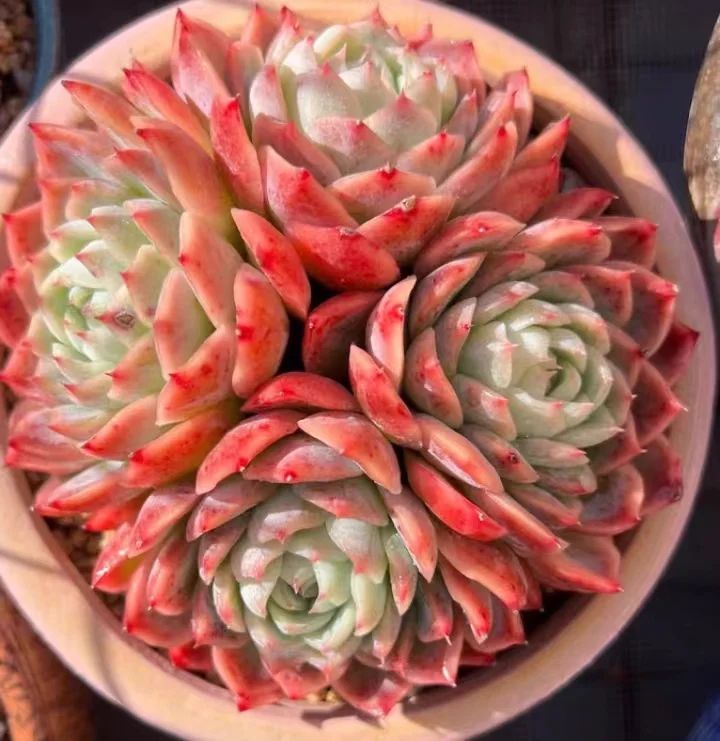 475.Echeveria   Solitary star. Single head and cluster/ Echeveria / Succulent plants / Garden landscape / Carefully select healthy plants