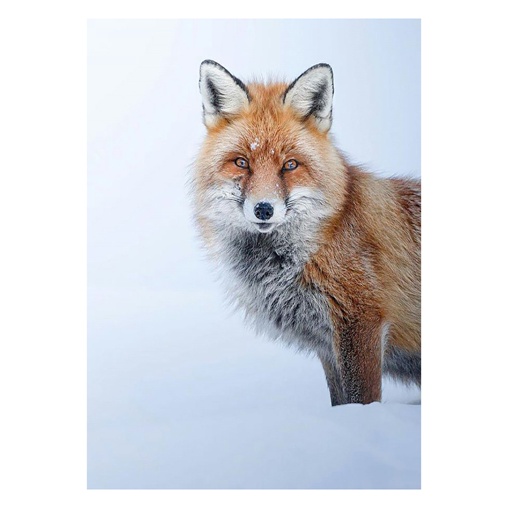 

Fox - 11CT Stamped Cross Stitch - 40*50CM, 501 Original