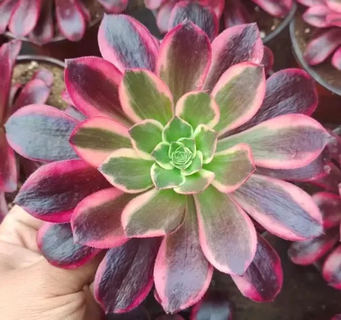 plant Aeonium Echeveria Haworthia  Caudex  Lithops Cactus  Agave 