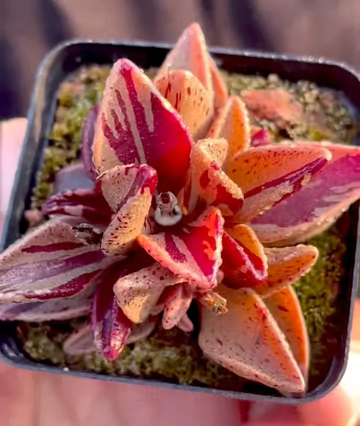 358. Lenophyllum guttatum variation(Small size)  cluster 4-6cm/ Echeveria / Succulent plants / Garden landscape / Carefully select healthy plants