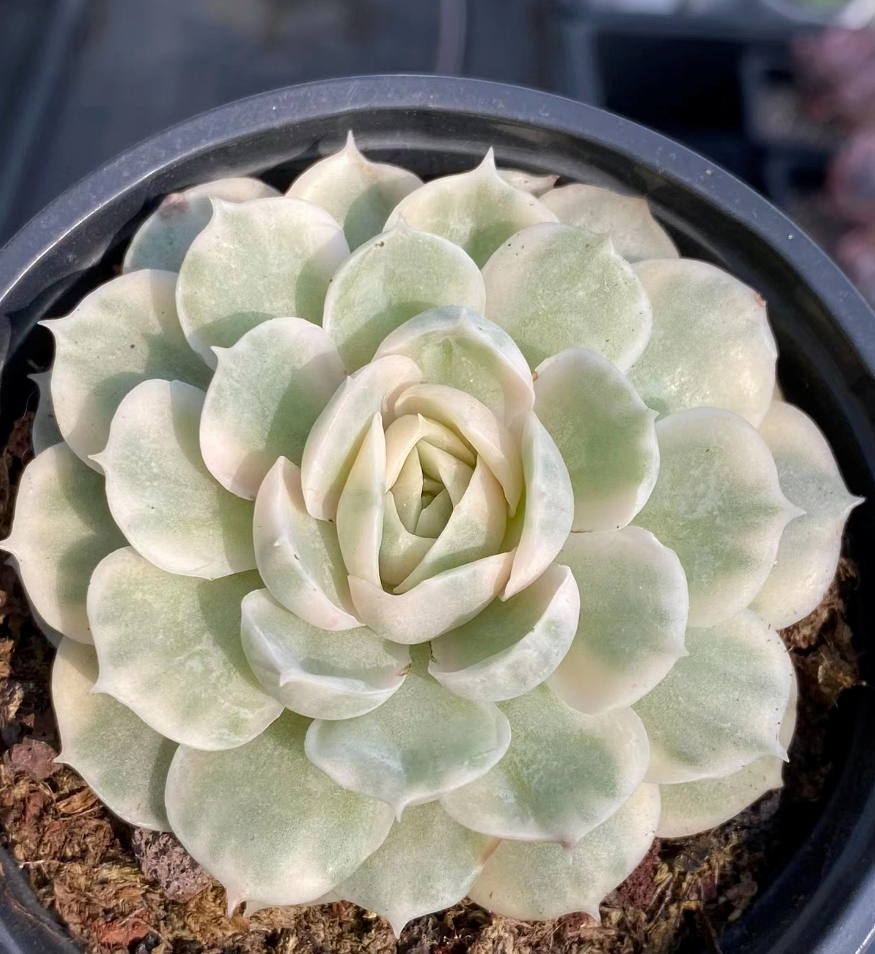 271. Echeveria cv.Onslow variation single head 4-5cm/ Echeveria / Succulent plants / Garden landscape / Carefully select healthy plants