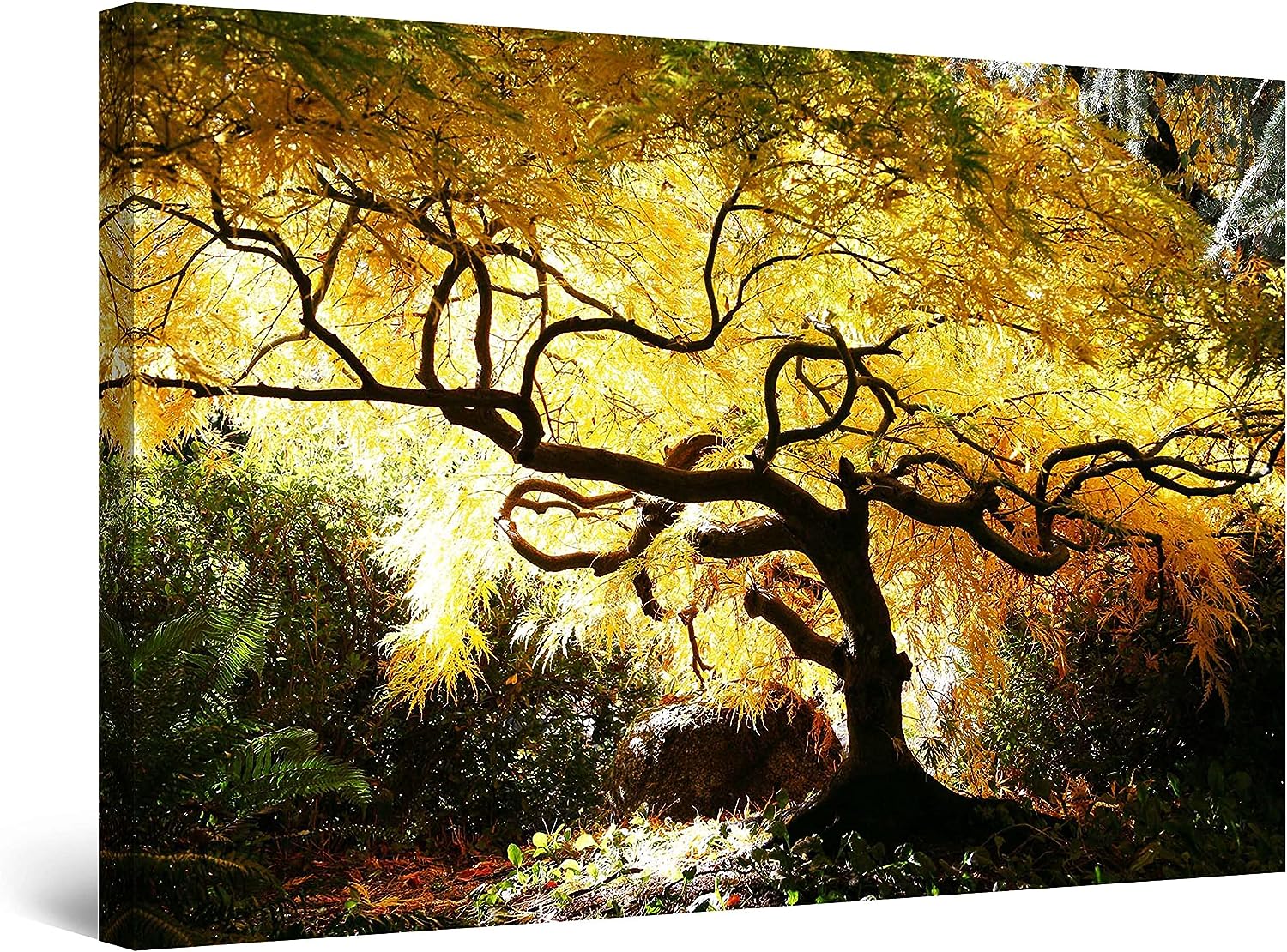 Startonight Canvas Wall Art - Canadian Maple, Trees Forest Nature Landscape Picture for Living Room Photo Large Framed 32 x 48 Inches 32&#034; x 48&#034;