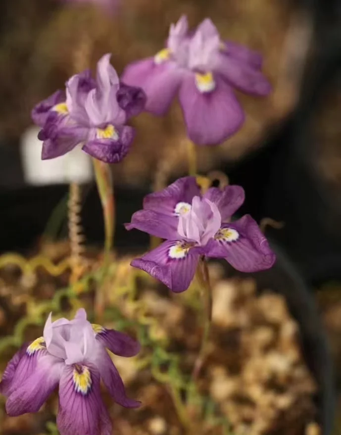 plant Aeonium Echeveria Haworthia  Caudex  Lithops Cactus  Agave 